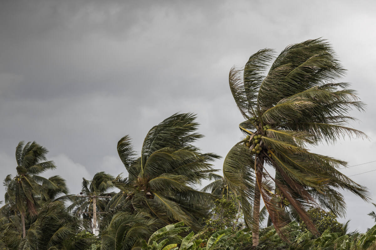 Tropische storm, palmbomen, veel wind