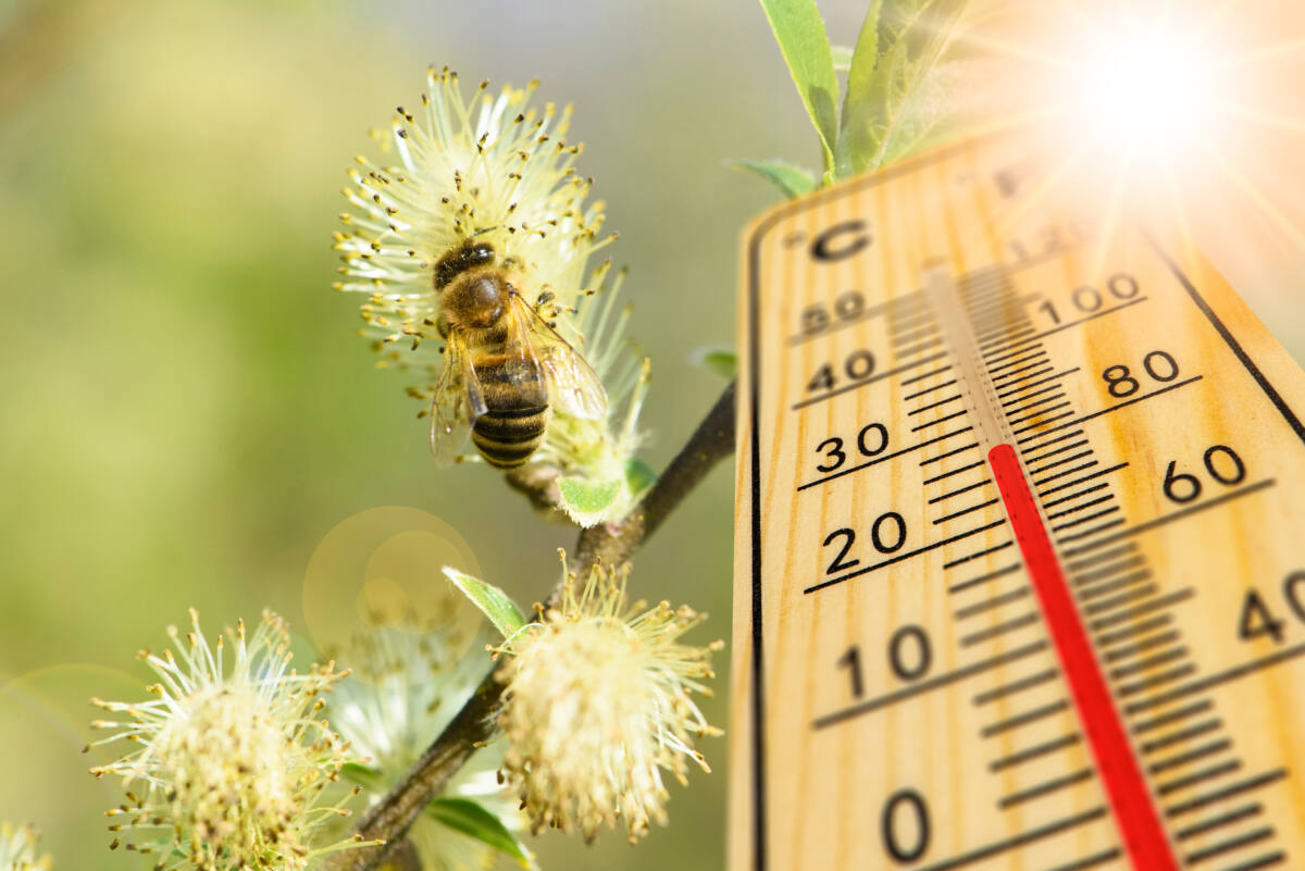 lente zonnig wesp bij termometer