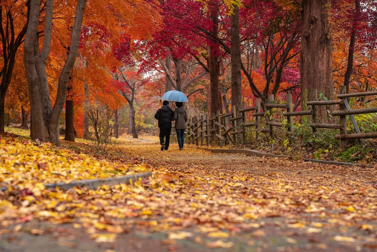 herfst, fris, koud, koppel, wandeling, bos, bladeren