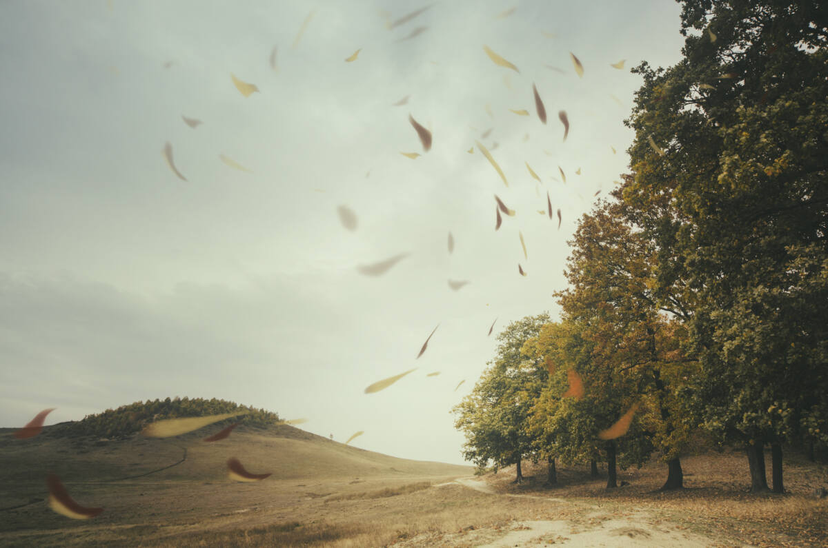 wind - herfst - storm