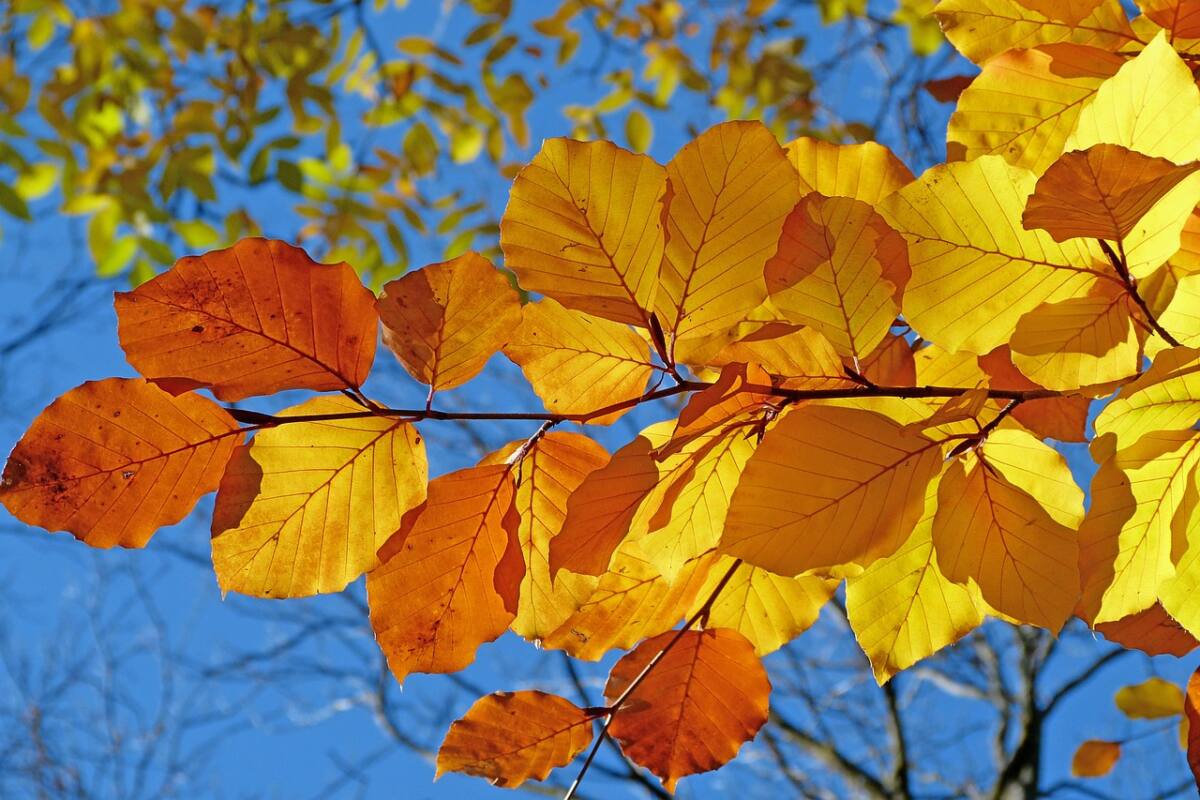 herfst, bladeren, najaar, zon