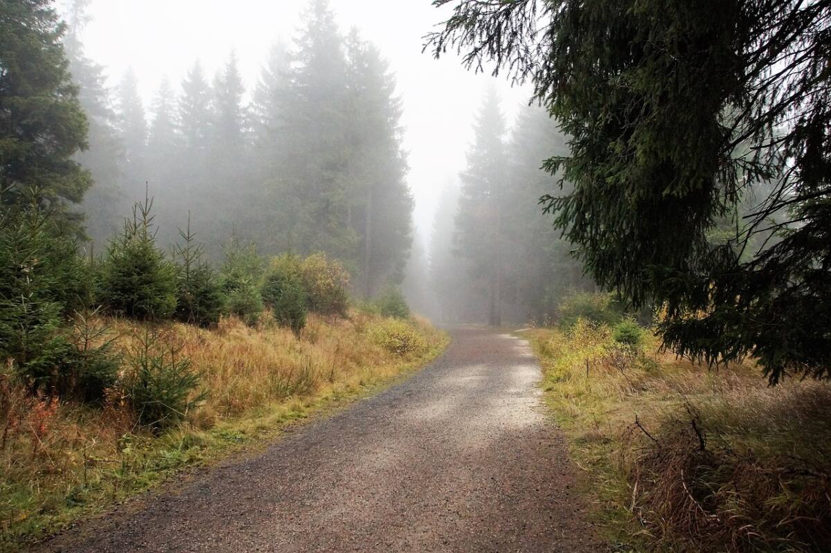 herfst, mist, bos